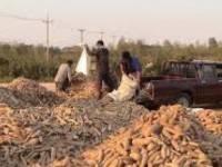 แนวโน้มราคาแป้งมันฯลดลง