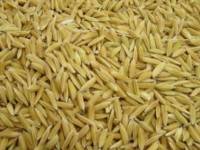 ทีดีอาร์ไอชี้เก็บข้าวนานเกิน1ปี ทำข้าวไทยเสื่อม