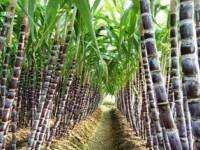 ชาวไร่อ้อยจี้รัฐใช้งบหมื่นล้านดันราคาโอดข้าวเจ๊งแสนล้านยังโดดอุ้ม