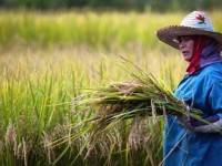 ชาวนาโวยไม่ได้เงินจำนำข้าว