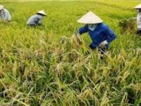 ธ.ก.ส.ยันมีเงินเพียงพอจ่ายจำนำข้าว