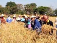 ชาวนาห่วงรับนำจำข้าวล้ม