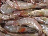 ไทยตกบัลลังก์แชมป์โลกผลิตกุ้ง