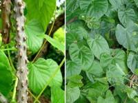 สมุนไพรลดไข้บอระเพ็ดสุดยอดธุรกิจนวัตกรรมแห่งปี