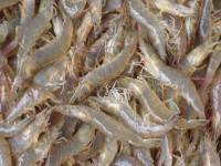 ไทย-ไต้หวันพัฒนาวิธีตรวจสาเหตุกุ้งตายด่วน