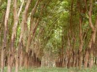 ยางพาราหายใจรดต้นคอข้าว