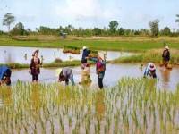 ชี้ตั้งกองทุนเพื่อช่วยเหลือชาวนาไม่ต้องผ่าน ครม.