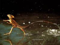 นินจาวิ่งบนน้ำ – รอบรู้ไอที รอบโลกเทคโนโลยี