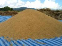 คต.พร้อมเปิดประมูลข้าวต่างจังหวัด