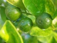 แล้งจัดมะนาวลูกละ 15 บาท เงินเฟ้อเม.ย.สูงสุดในรอบปี