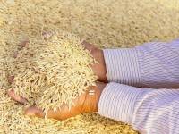 เอกชนแห่ประมูลข้าว 17 ราย