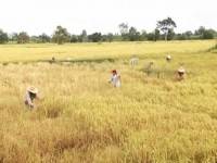 ชาวนาจี้เร่งหาเงินคืน