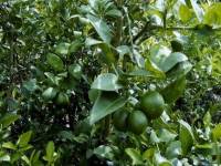 เงินเฟ้อเดือนเม.ย.สูงสุดรอบ 1 ปี