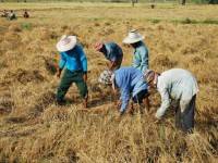 ราคาข้าวเปลือกปรับขึ้น