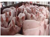 คุมราคาหมูห้ามเกิน 159 บาท