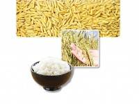 เร่งพัฒนาอนาคต ‘ข้าวไทย’ อุดหนุนปัจจัยผลิต-เพิ่มมูลค่า