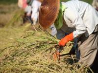 สมาคมผู้ส่งออกข้าวไทยชงตั้งไรซ์ บอร์ด