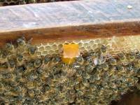 กองทุนเอฟทีเอช่วยผึ้งไทยรับมือเปิดเสรีการค้า