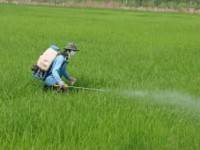 เตรียมเปิดราคาปุ๋ยแนะนำ