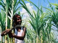 ชาวไร่อ้อยยิ้ม เงินช่วยเหลือจ่อถึงมือ