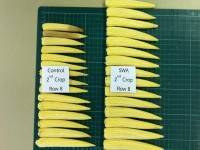 นวัตกรรมพอลิเมอร์อุ้มน้ำช่วยเพาะปลูกหน้าแล้ง – ฉลาดสุดๆ