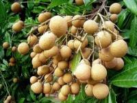 พาณิชย์เร่งส่งออกลำไยป้องกันราคาตกต่ำ