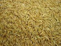 พาณิชย์ตั้งทีมเร่งระบายข้าว