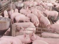 ราคาหมูห้ามเกิน 157 บาท