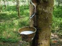 ชงรัฐกู้เงิน15,000ล้านหนุนอุตฯยาง