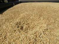 ราคาข้าวเปลือกดิ่งสุดรอบ 3 ปี