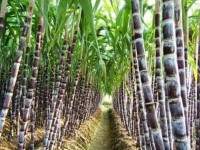 ดึงนาข้าว 6 ล้านไร่ปลูกอ้อยเพิ่มรายได้เกษตรกร