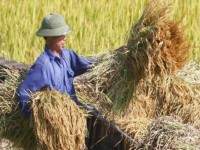 หอการค้าเผยชาวนาไทยโครตจน