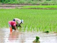 ชาวนาชง”ฉัตรชัย”ดันข้าวเปลือกตันละหมื่น