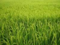 พาณิชย์เดินหน้ายุทธศาสตร์เปลี่ยนพื้นที่ข้าวเป็นปลูกอ้อย