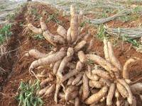 มันสำปะหลังราคาพุ่ง