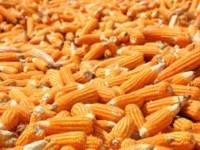 พาณิชย์ถกเลิกคุมขนย้ายสินค้าเกษตร