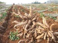 “ฉัตรชัย”เตรียมแผนรับมือมันฯล้นตลาด