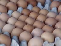 ลุ้นราคาไข่ไก่ขึ้นที่ฟองละ 3.5-3.6 บาท