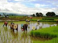 ธ.ก.ส.จ่ายเงินช่วยเหลือชาวนาวันแรก