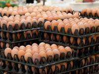 ไข่ไก่ขึ้น  20 สต เริ่ม 28 ต.ค.นี้