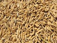 คลังชี้ขาดทุนจำนำข้าวใช้หนี้อย่างต่ำ 30 ปี